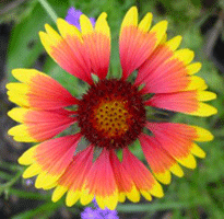 Indian Blanket Flower